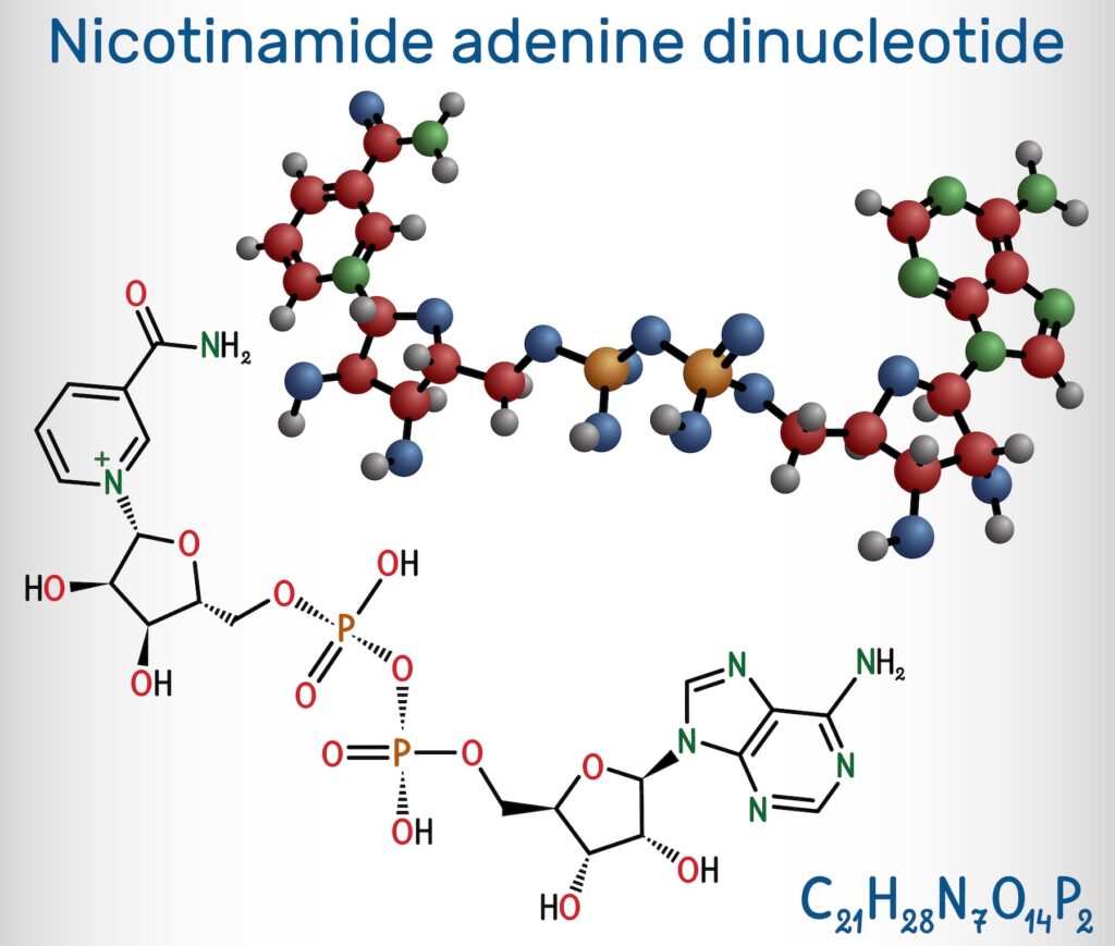 Nicotinamide adenine dinucleotide (oxidized form, NAD+) molecule.